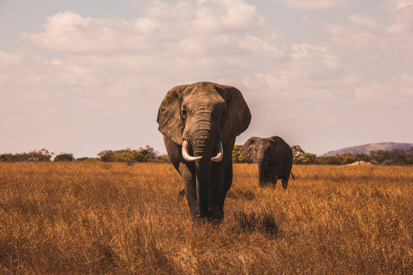 The Best Time to Visit Hwange National Park