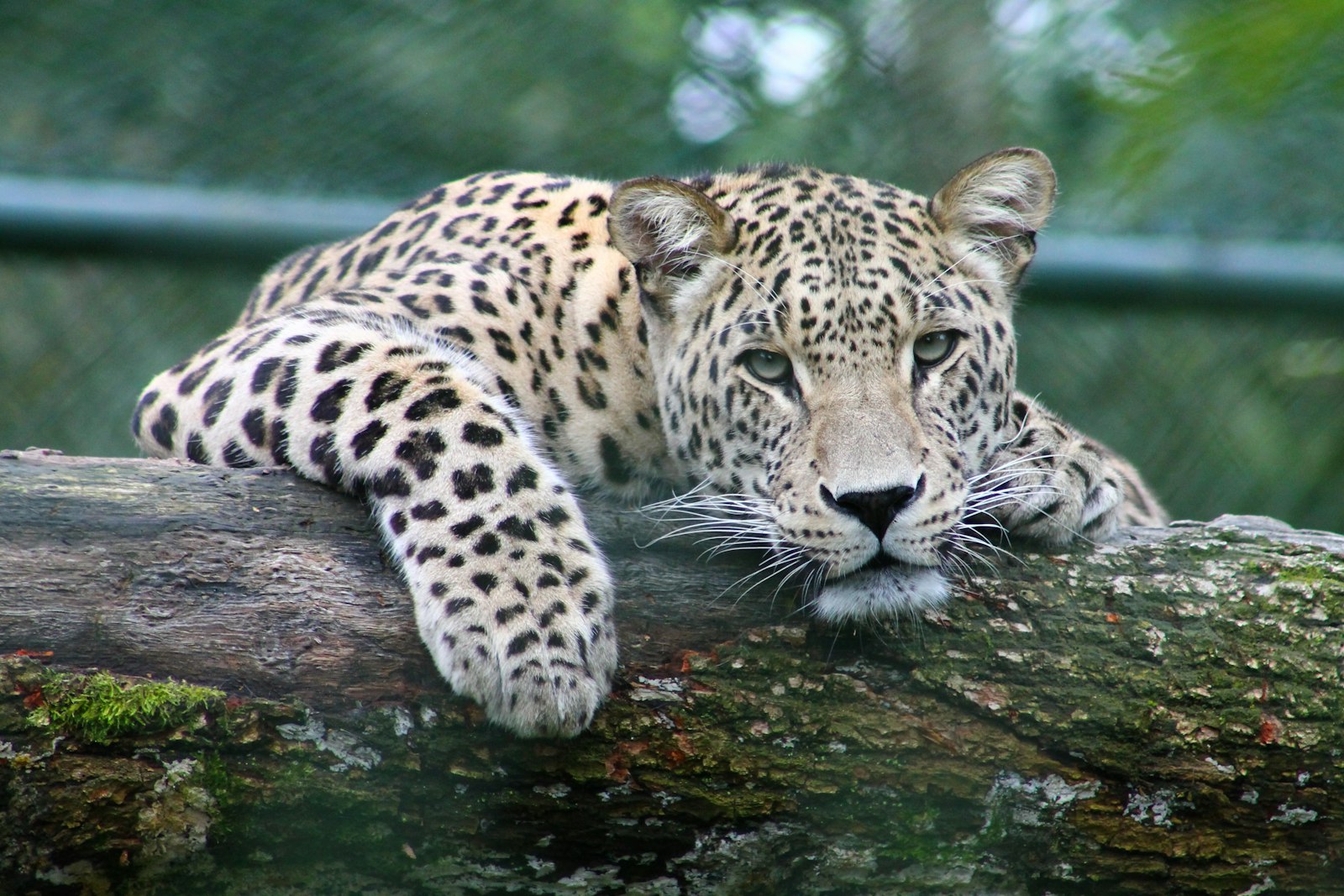 South Luangwa Walking Safari