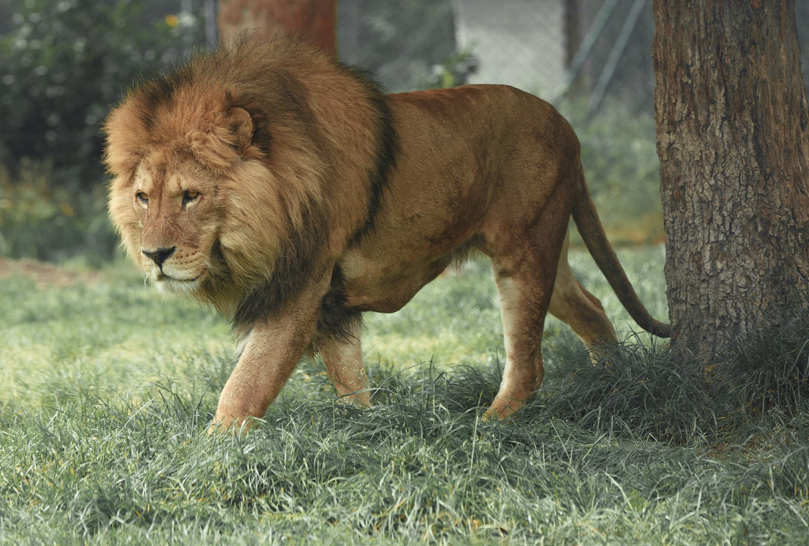 Lion walking through the African savannah at golden hour