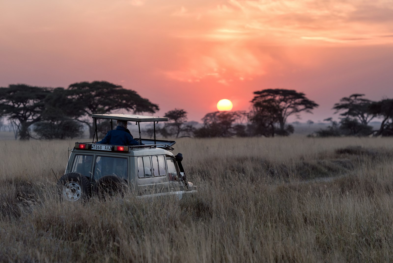 Safari guide scanning the horizon